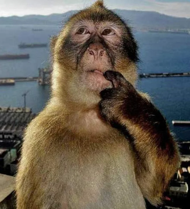 monkey thinking